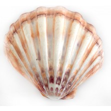 Lyropecten Polıshed 6 Inç Unpaır Turuncu