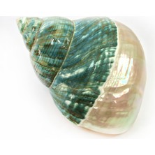 Turbo Burges Yarı Sedef (Polıshed Prlzd) 3 Inç