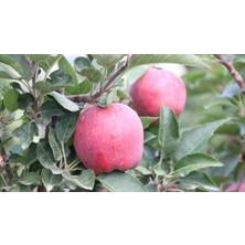 3 Yaş Red Apple İçi Dışı Kırmızı Elma Fidanı
