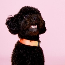 Dog.ist Flame Premium Sürdürülebilir Küçük ve Orta Irk Köpek Boyun Tasması