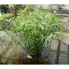 Japon şemsiyesi [Cyperus alternifolius] saksıda