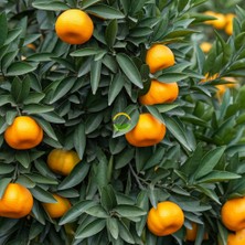 3 Yaş Aşılı Satsuma Mandalina Fidanı