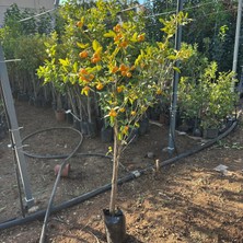 Reyon Bahçe Yenilebilir Bol Meyveli Mini Süs Mandalina Fidanı, 130 cm Üzeri Tüplü ve Aşılı