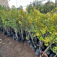 Reyon Bahçe Yenilebilir Bol Meyveli Mini Süs Mandalina Fidanı, 130 cm Üzeri Tüplü ve Aşılı