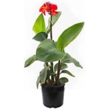 Isparta Gülü Canna Indica - Kana Zambağı - Tespih Çiçeği 60 - 80 cm