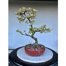 Yalova Bonsai Art Alacalı Ateş Dikeni Bonsai Ağacı