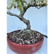 Yalova Bonsai Art Alacalı Ateş Dikeni Bonsai Ağacı