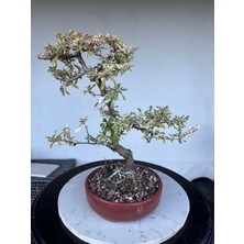 Yalova Bonsai Art Alacalı Ateş Dikeni Bonsai Ağacı