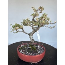 Yalova Bonsai Art Alacalı Ateş Dikeni Bonsai Ağacı