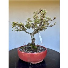 Yalova Bonsai Art Alacalı Ateş Dikeni Bonsai Ağacı