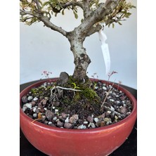 Yalova Bonsai Art Alacalı Ateş Dikeni Bonsai Ağacı