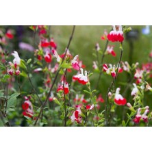 SÜS ADAÇAYI - Salvia Microphylla 'Hot Lips'