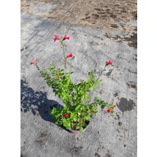 SÜS ADAÇAYI - Salvia Microphylla 'Hot Lips'