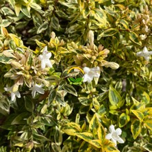 Fidan Sepetim 10 Adet Sarı Alacalı Güzellik Çalısı 'abelia Grandiflora Kaleidos