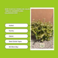 Fidan Sepetim 10 Adet Sarı Alacalı Güzellik Çalısı 'abelia Grandiflora Kaleidos