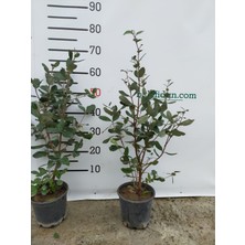 Bitkifidan 2 Yaş Feijoa(kaymak Ağacı) Meyve Fidanı 2 Adet