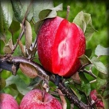 3 Yaş Red Apple İçi Dışı Kırmızı Elma Fidanı