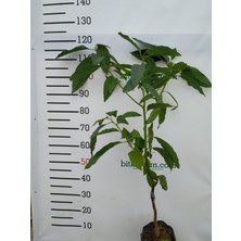 3 Yaş Bacon Avokado  Fidanı