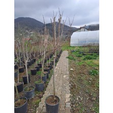 6 Yaş Hachıya Trazbzon Hurması Fidanı