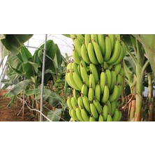 4 Yaş Muz Fidanı