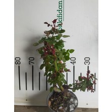 Bitkifidan 2 Yaş Yerli Gül Fidanı-kırmızı Renk