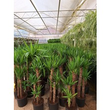 4 yaş 3'lü Yucca Çiçeği-120-150 cm