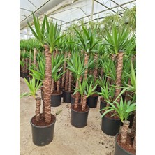 4 yaş 3'lü Yucca Çiçeği-120-150 cm