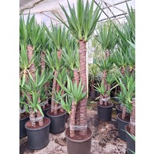 4 Yaş 4'lü Yucca Çiçeği-150-180 cm