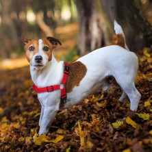 Hiçbir Çekme Köpek Koşum Yok Boğulma Eğitim Köpekler Koşum Ön Sabitleme Koşum Çekme Durdurma | Pullingdog Koşumunu Durdur (Kırmızı) (Yurt Dışından)