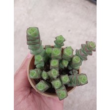 Embitki Crassula Mariniera Sukulent-Bol Yavrulu-5.5 cm Saksı