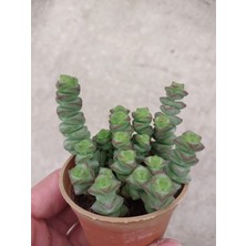 Embitki Crassula Mariniera Sukulent-Bol Yavrulu-5.5 cm Saksı