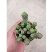 Embitki Crassula Mariniera Sukulent-Bol Yavrulu-5.5 cm Saksı