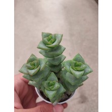 Embitki Crassula Perforata Sukulent-Bol Yavrulu-5.5 cm Saksı