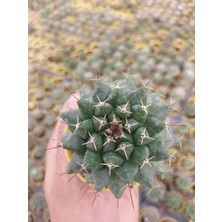 Embitki Mamillaria Compressa Kaktüs- Dolgun Formlu-5.5 cm Saksı