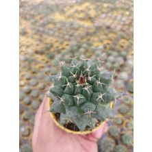 Embitki Mamillaria Compressa Kaktüs- Dolgun Formlu-5.5 cm Saksı