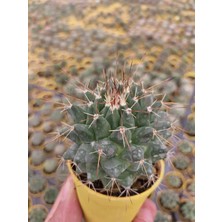 Embitki Mamillaria Compressa Kaktüs- Dolgun Formlu-5.5 cm Saksı