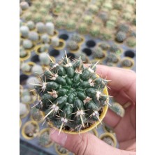 Embitki Notocactus  Submammulosus Kaktüs- Dolgun Formlu-5.5 cm Saksı