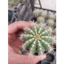 Embitki Parodia Magnifica-Sarı Çiçek Açan Kaktüs-5.5 cm Saksı