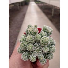 Embitki Mammillaria Gracilis Kaktüs-Bol Yavrulu-5.5 cm Saksı