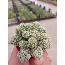 Embitki Mammillaria Gracilis Kaktüs-Bol Yavrulu-5.5 cm Saksı