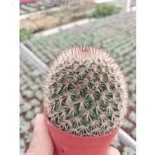 Embitki Mammillaria Spinosima Kaktüs-Dolgun Formlu-5.5 cm Saksı