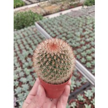 Embitki Mammillaria Spinosima Kaktüs-Dolgun Formlu-5.5 cm Saksı