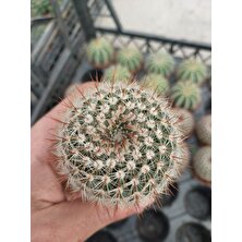 Embitki Mammillaria Schlosseri Kaktüs-5.5 cm Saksı