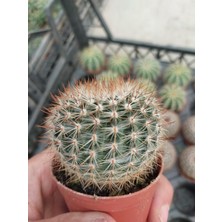 Embitki Mammillaria Schlosseri Kaktüs-5.5 cm Saksı