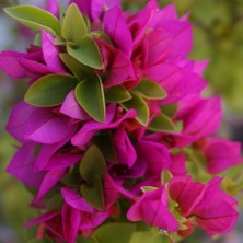 Fidancıyız Tüplü Bodur Lila Begonvil Fidanı