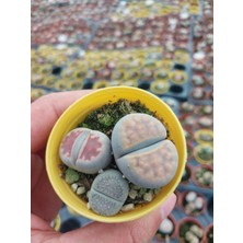 Embitki Farkı Renkli Lithops Taş Kaktüs-5.5 cm Saksı