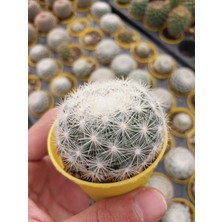 Embitki Mammillaria Candida Kaktüs-Dolgun Formlu-5.5 cm Saksı