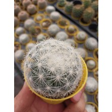 Embitki Mammillaria Candida Kaktüs-Dolgun Formlu-5.5 cm Saksı