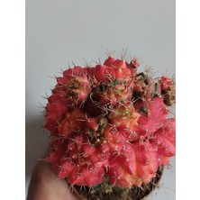 Embitki Gymnocalycium Mihanovichii Veriegata Kaktüs-Aşılı