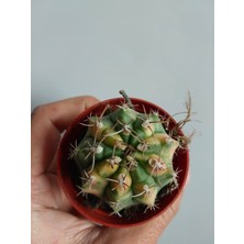 Embitki Gymnocalycium Verigata-Doğal Renk Köklü-Nadir Tür-5.5 cm Saksı